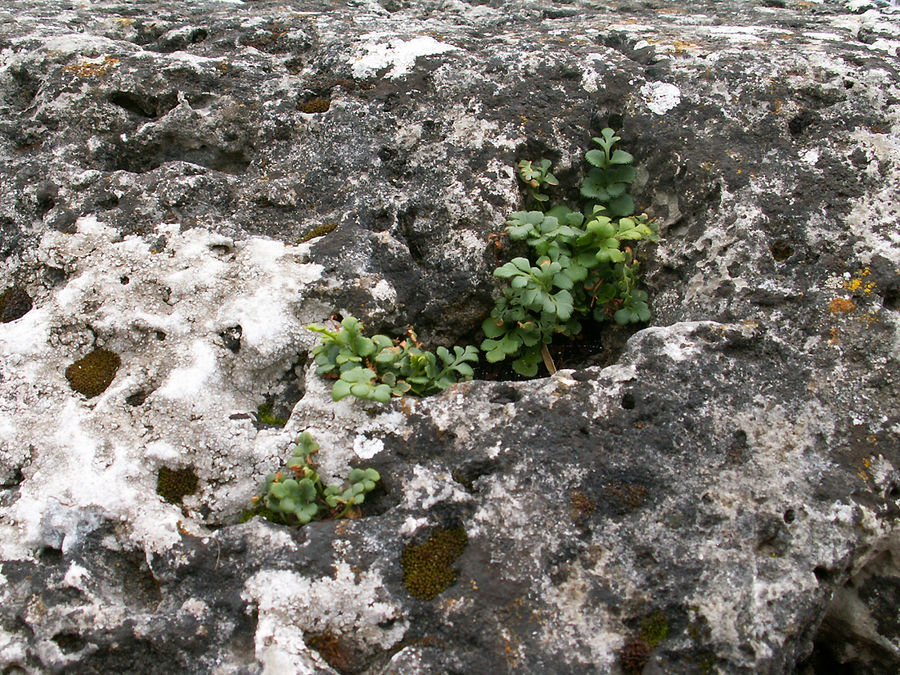 Stadtmauer_2