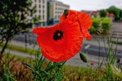 ... Stadtmohn ...