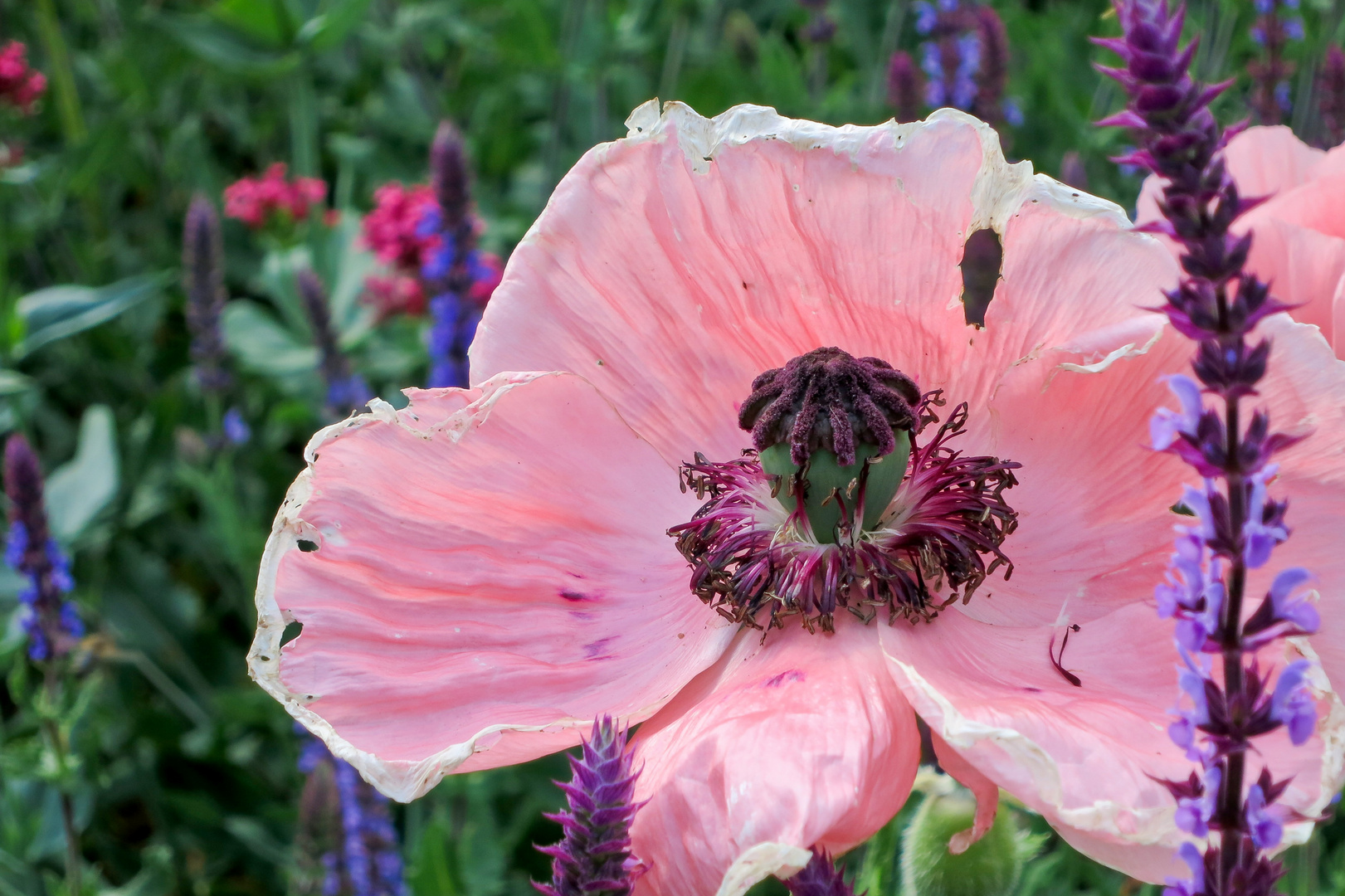 Stadtmohn, arg zerzaust