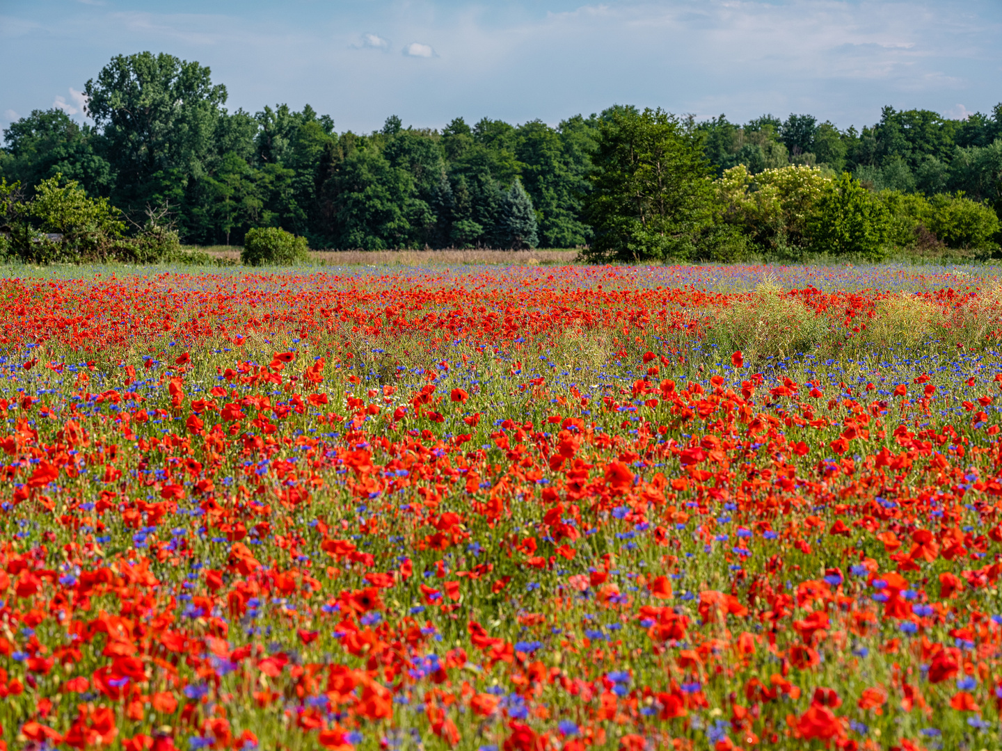 Stadtnahe Natur ....