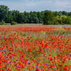 Stadtnahe Natur ....