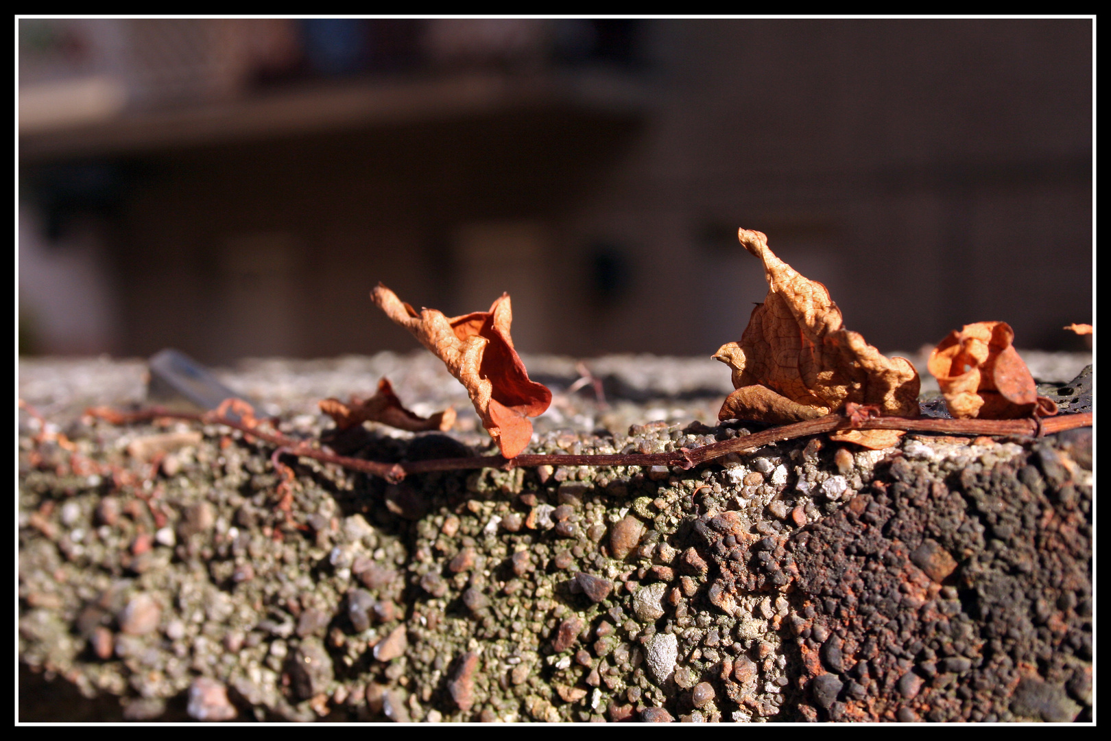 stadtnatur II