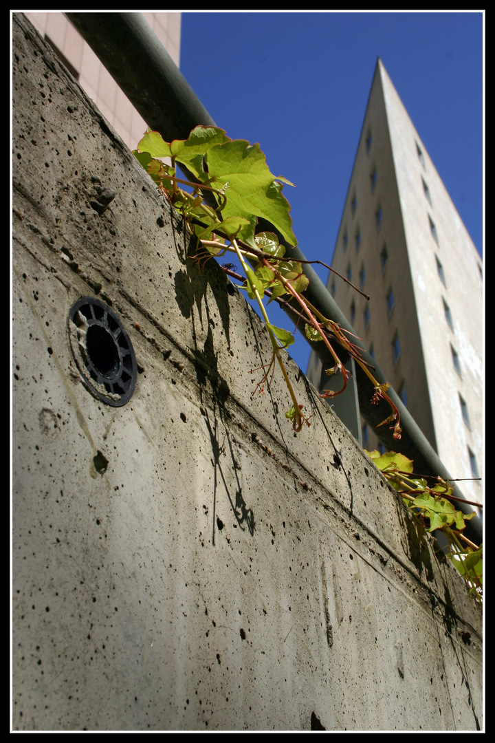 stadtnatur VI