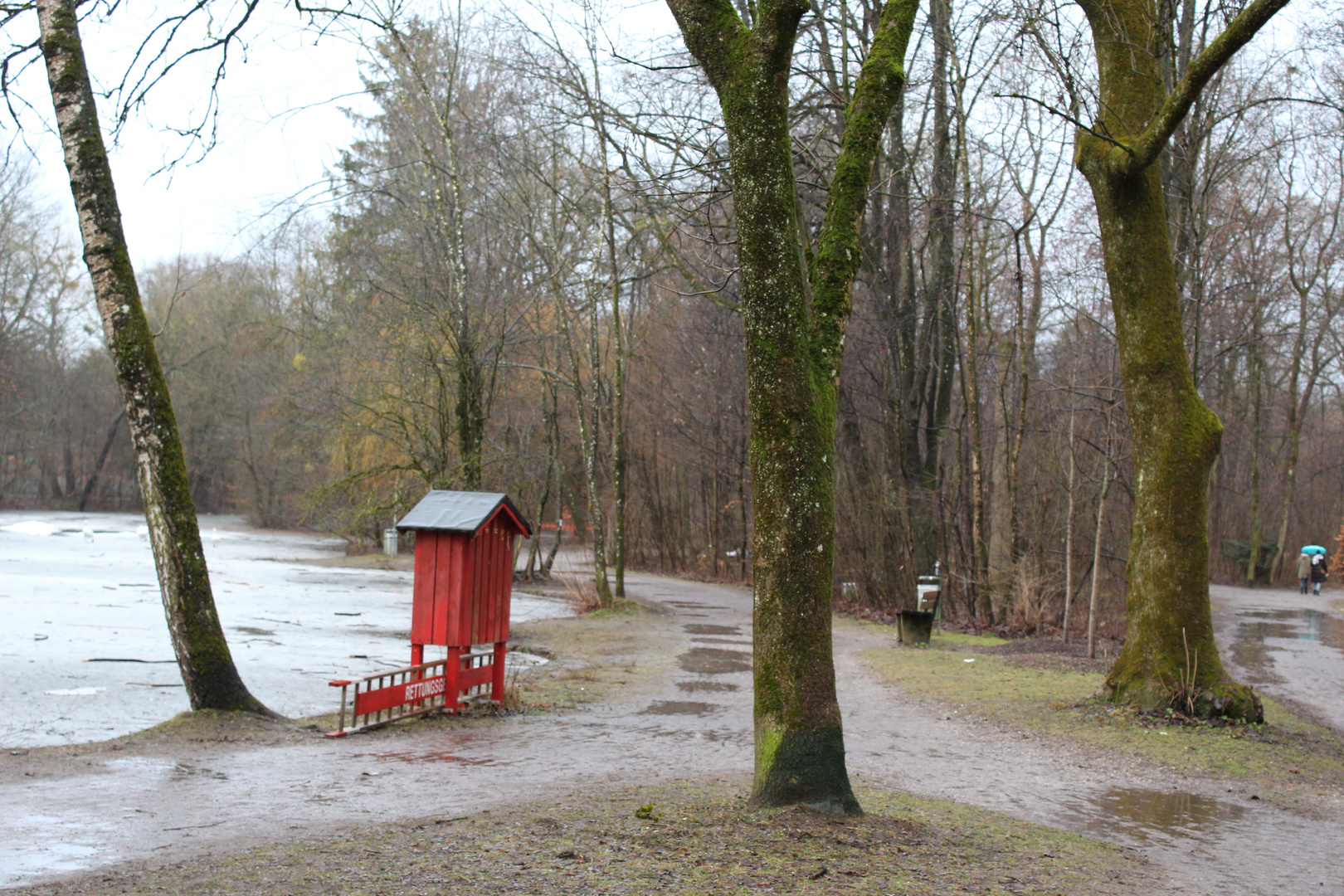 Stadtpark- Bemooste Bäume