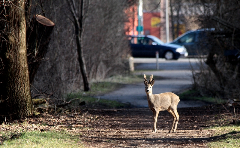 Stadtpark Bock