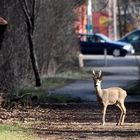 Stadtpark Bock