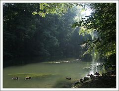 Stadtpark Erding: Entenparade im Gegenlicht