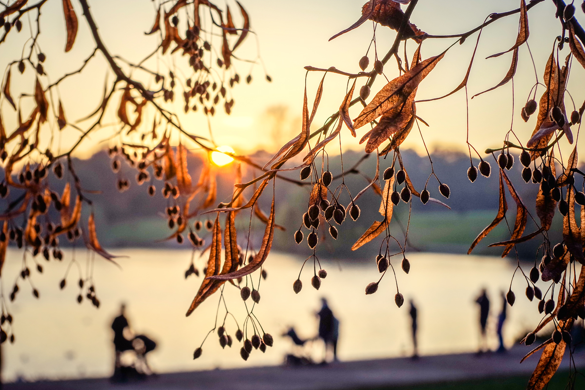 Stadtpark Hamburg Foto Bild Baume Hamburg Herbst Bilder Auf Fotocommunity