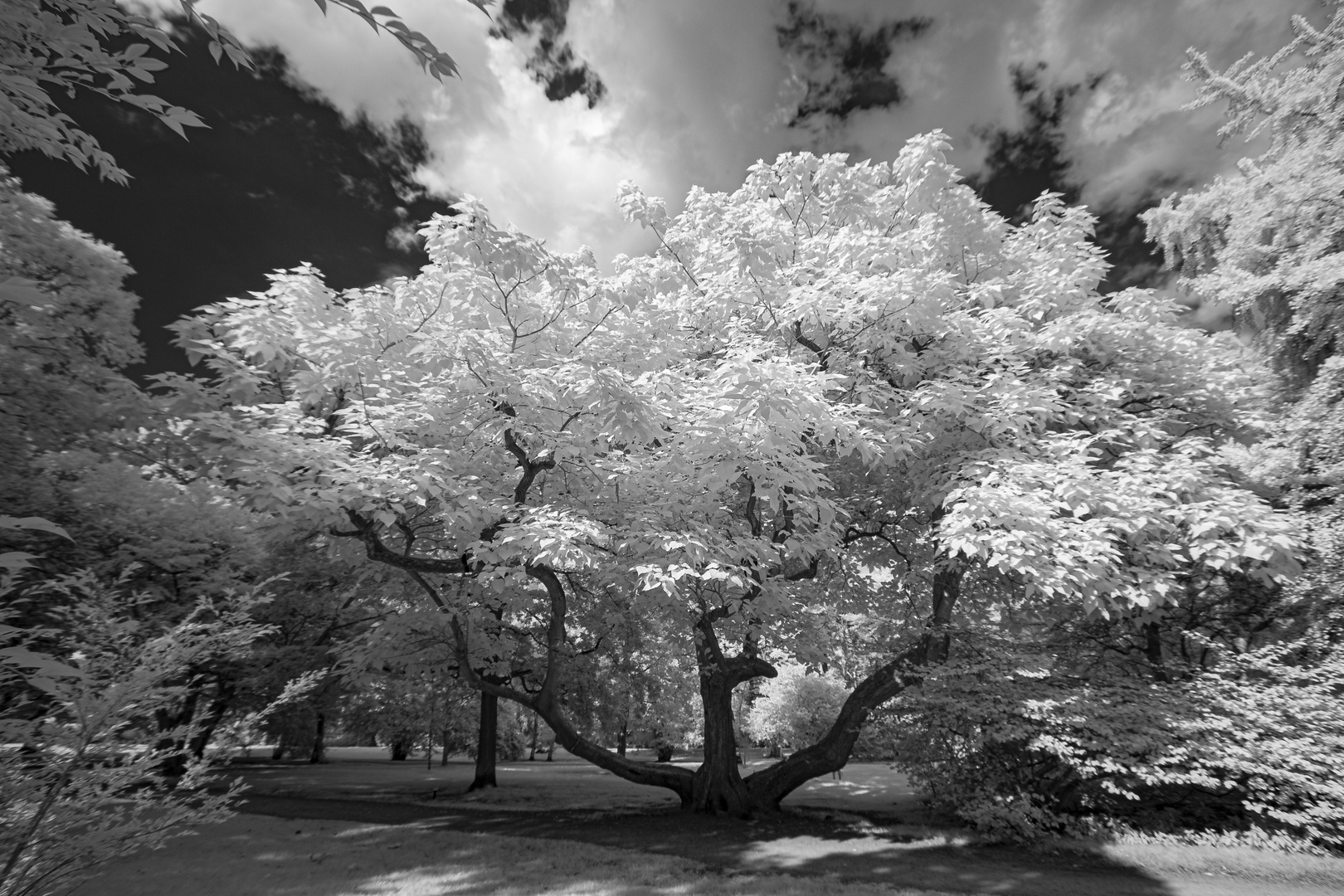 Stadtpark Hamburg - Taschentuchbaum