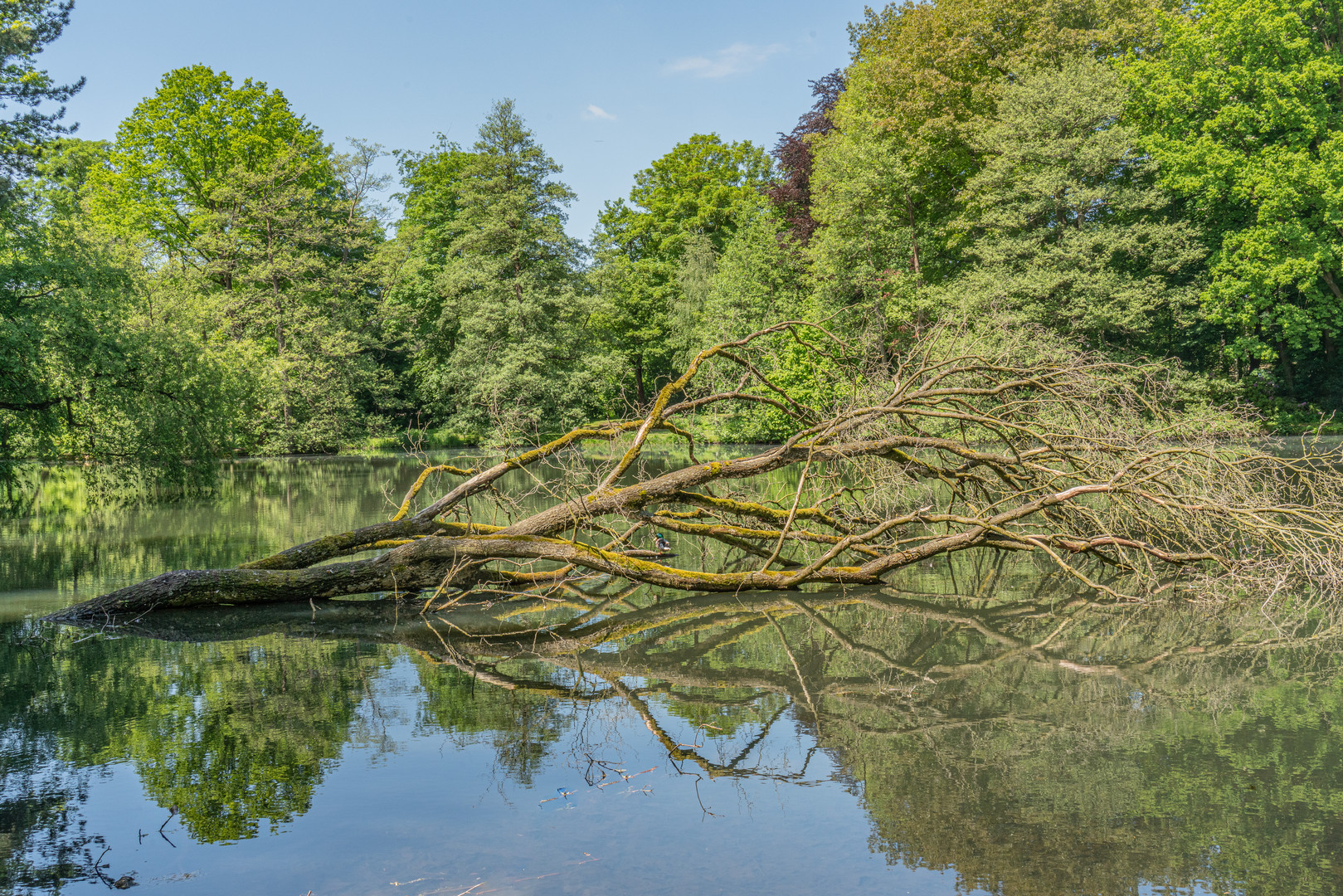 Stadtpark I Burgdorf Foto & Bild wasser, baum, teich Bilder auf