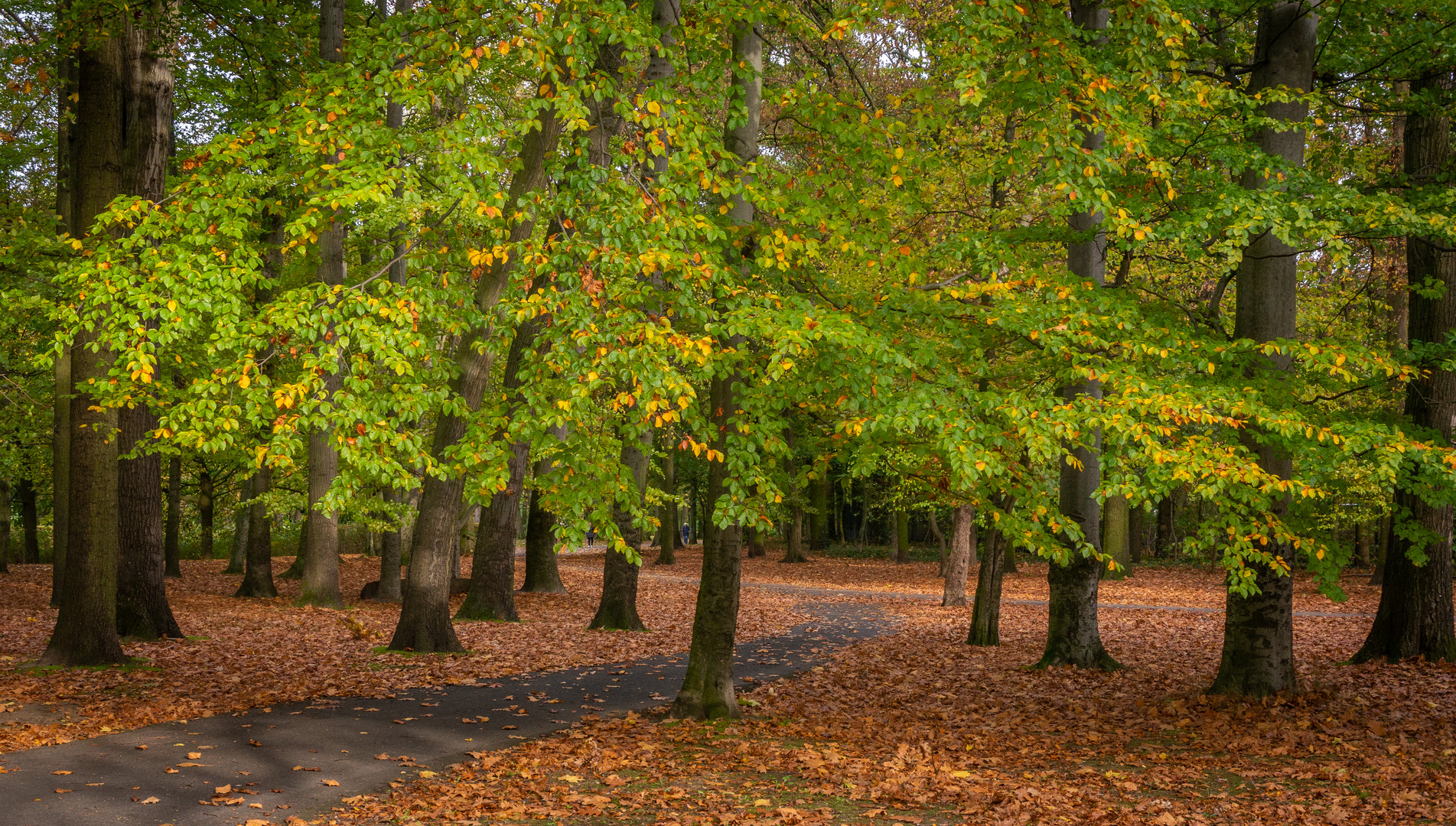 Stadtpark II - Braunschweig