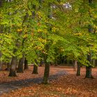 Stadtpark II - Braunschweig