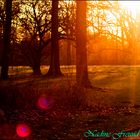 Stadtpark in der Abendsonne