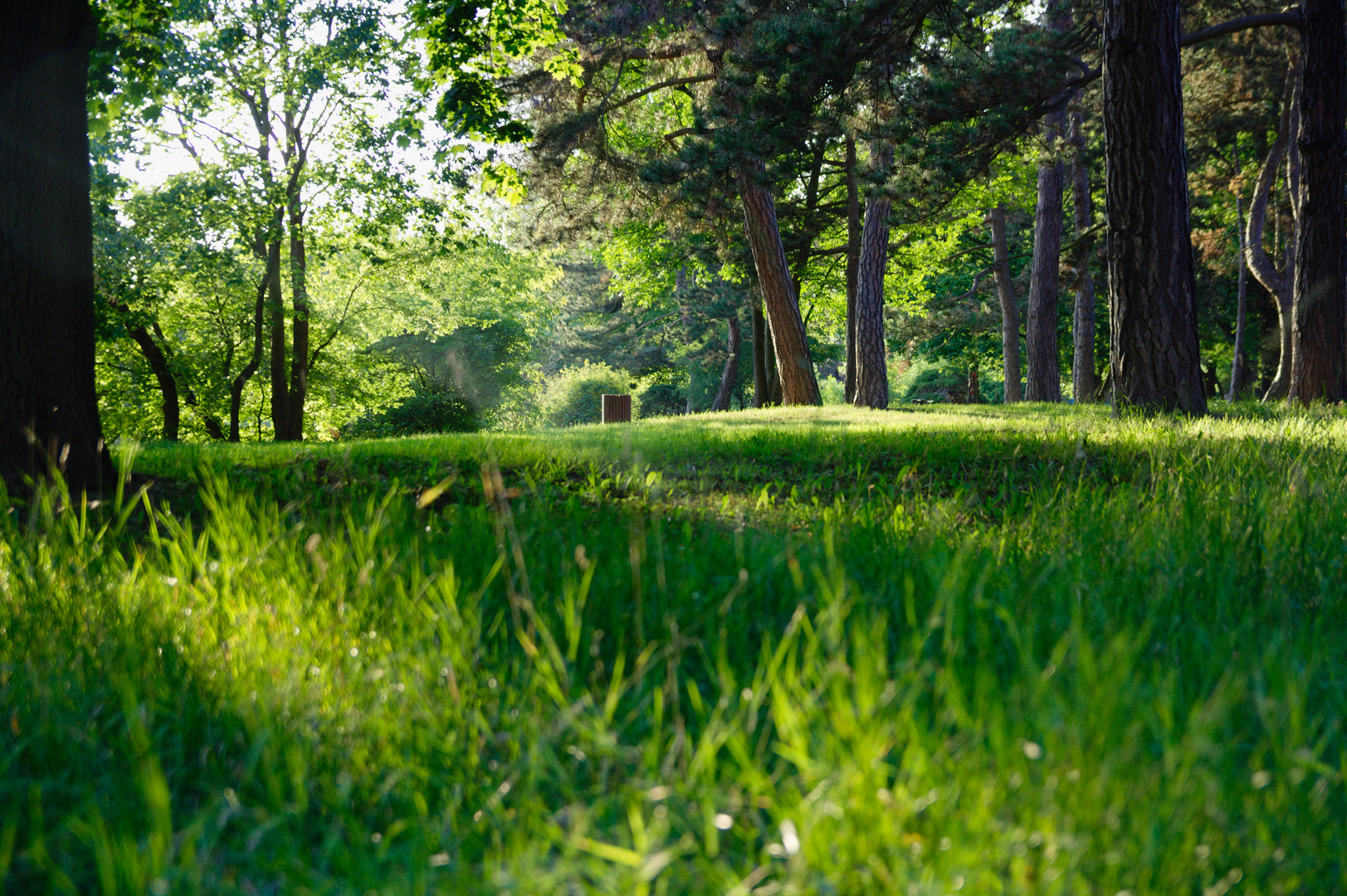 Stadtpark Magdeburg - Abends im Sommer