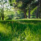 Stadtpark Magdeburg - Abends im Sommer