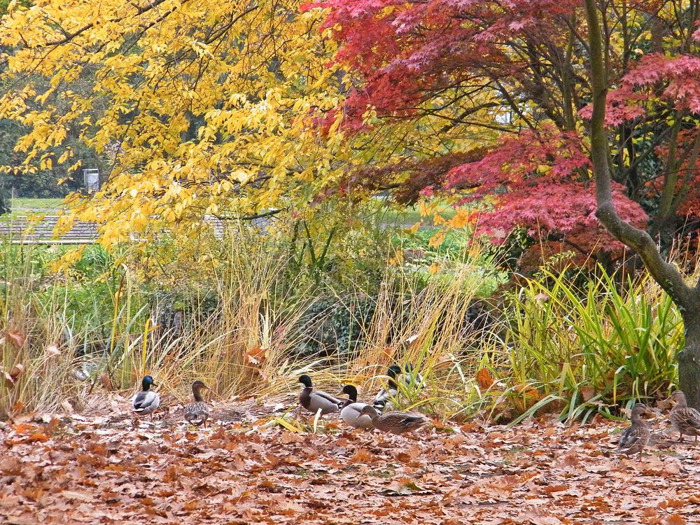 Stadtpark Rüsselsheim