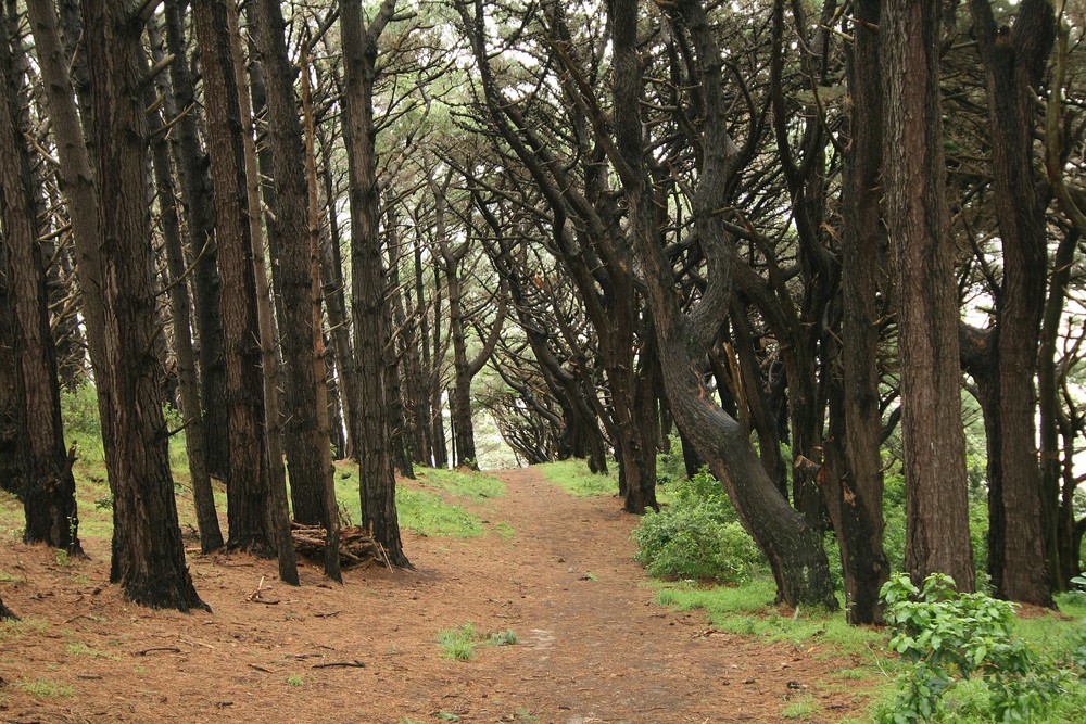 Stadtpark Wellington