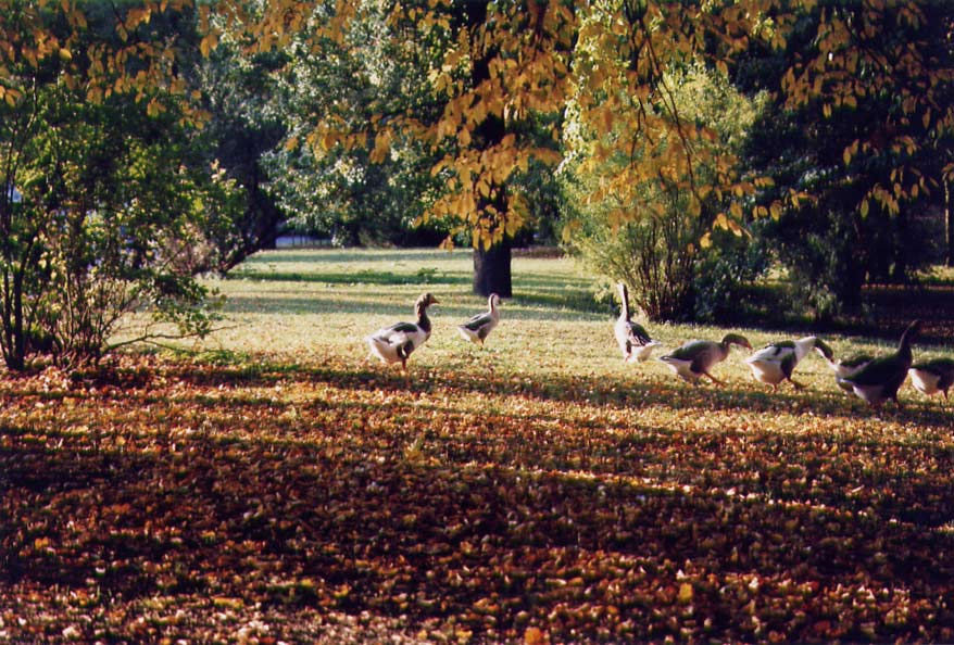 Stadtpark2005