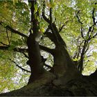 Stadt..park..baum