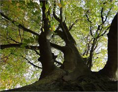 Stadt..park..baum