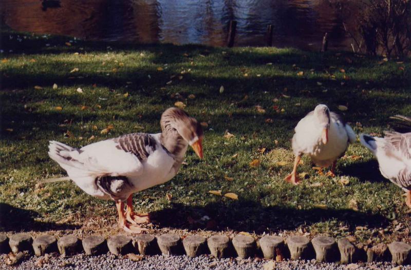 STADTPARKGESCHLENDER