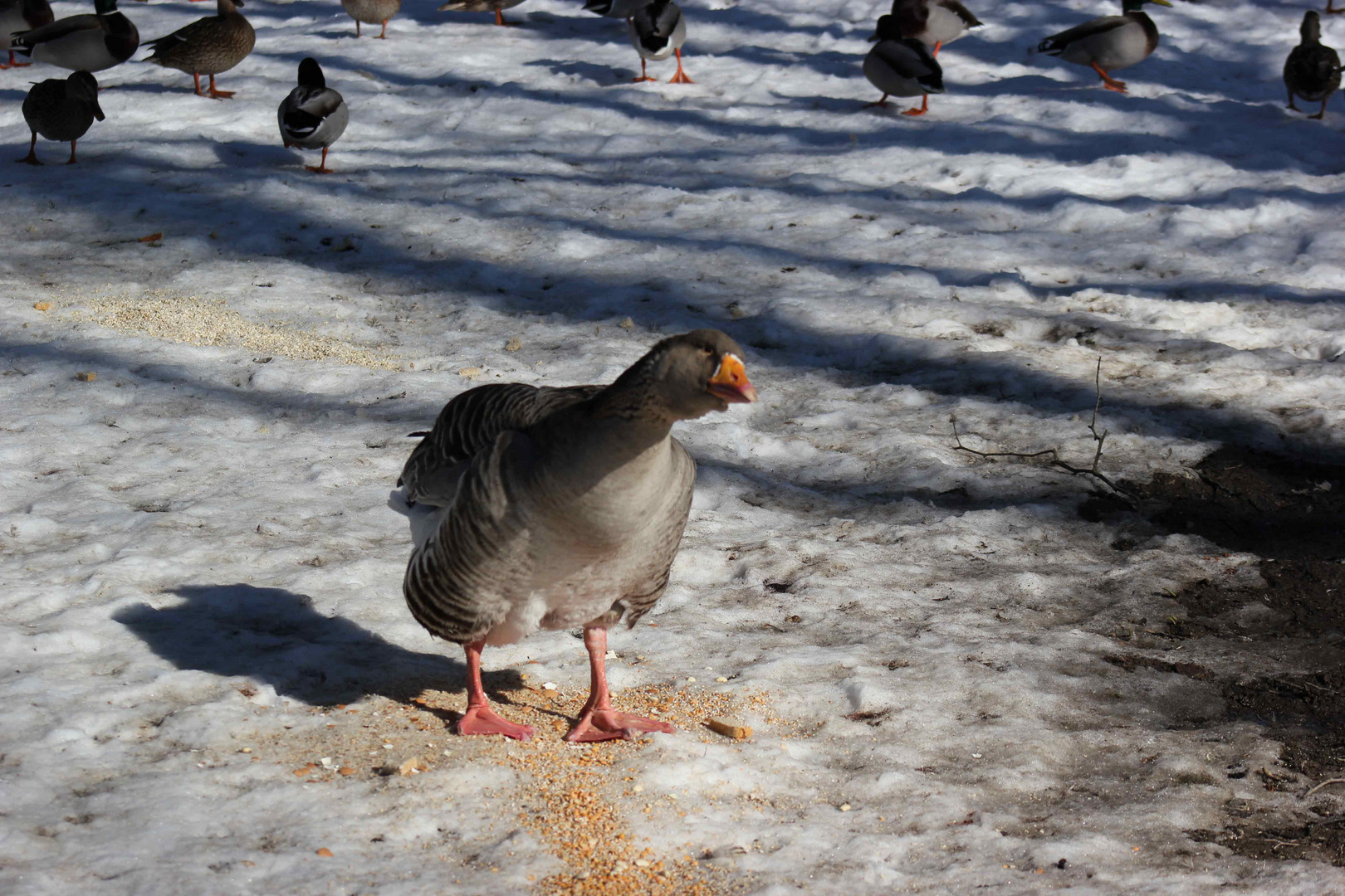 Stadtparkgeschlender RC '13 / 3