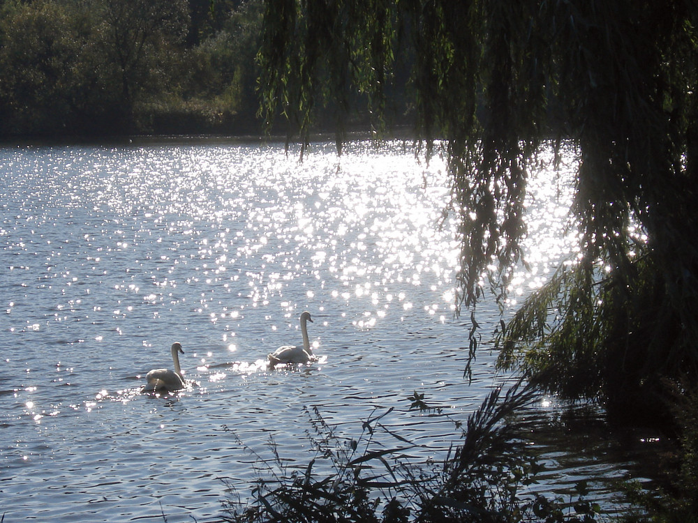 Stadtparksee