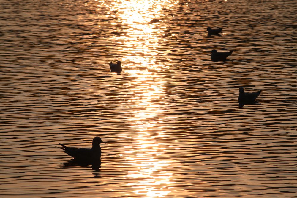 Stadtparksee bei Sonnenuntergang