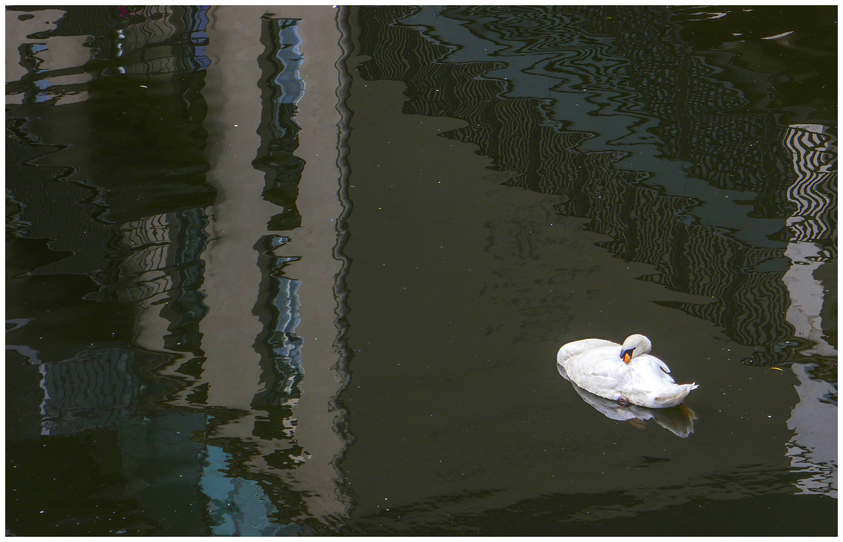 Stadtschwan mit Spiegelung