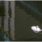 Stadtschwan mit Spiegelung