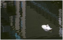 Stadtschwan mit Spiegelung