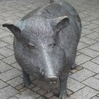 Stadtschweine