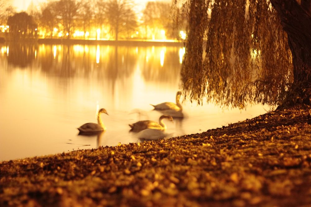 Stadtsee bei Nacht. by United-MMK 