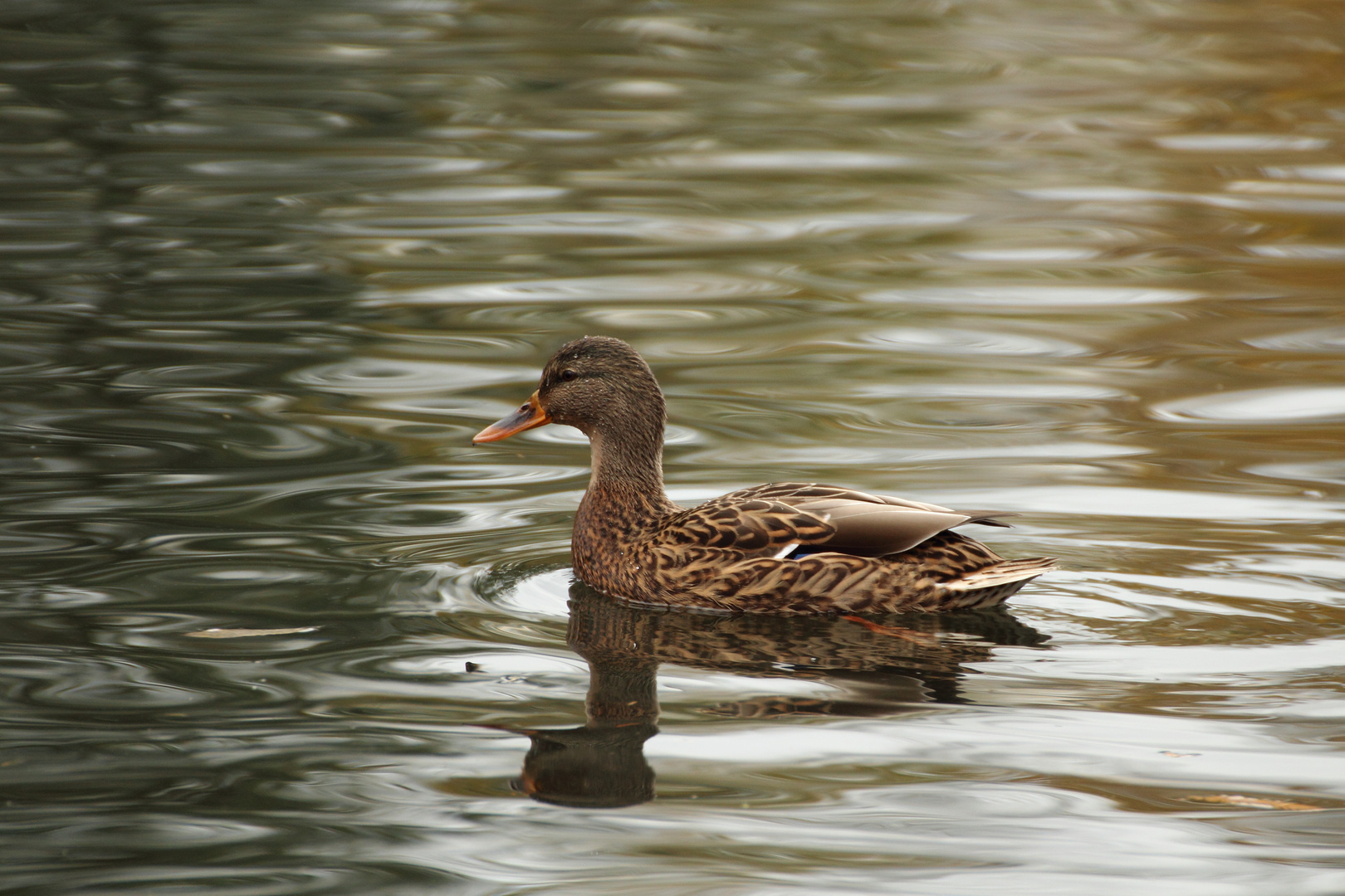 Stadtsee Ente