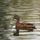 Stadtsee Ente