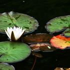 Stadtsee in Staufen - Herbstbunt