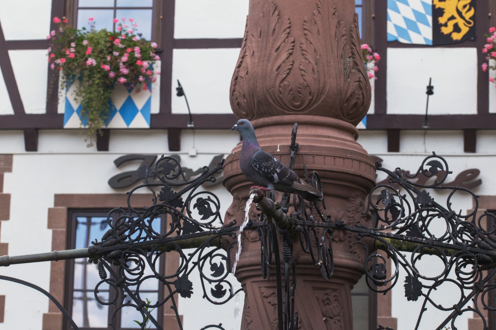 Stadttaube am Brunnen