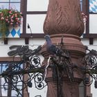 Stadttaube am Brunnen