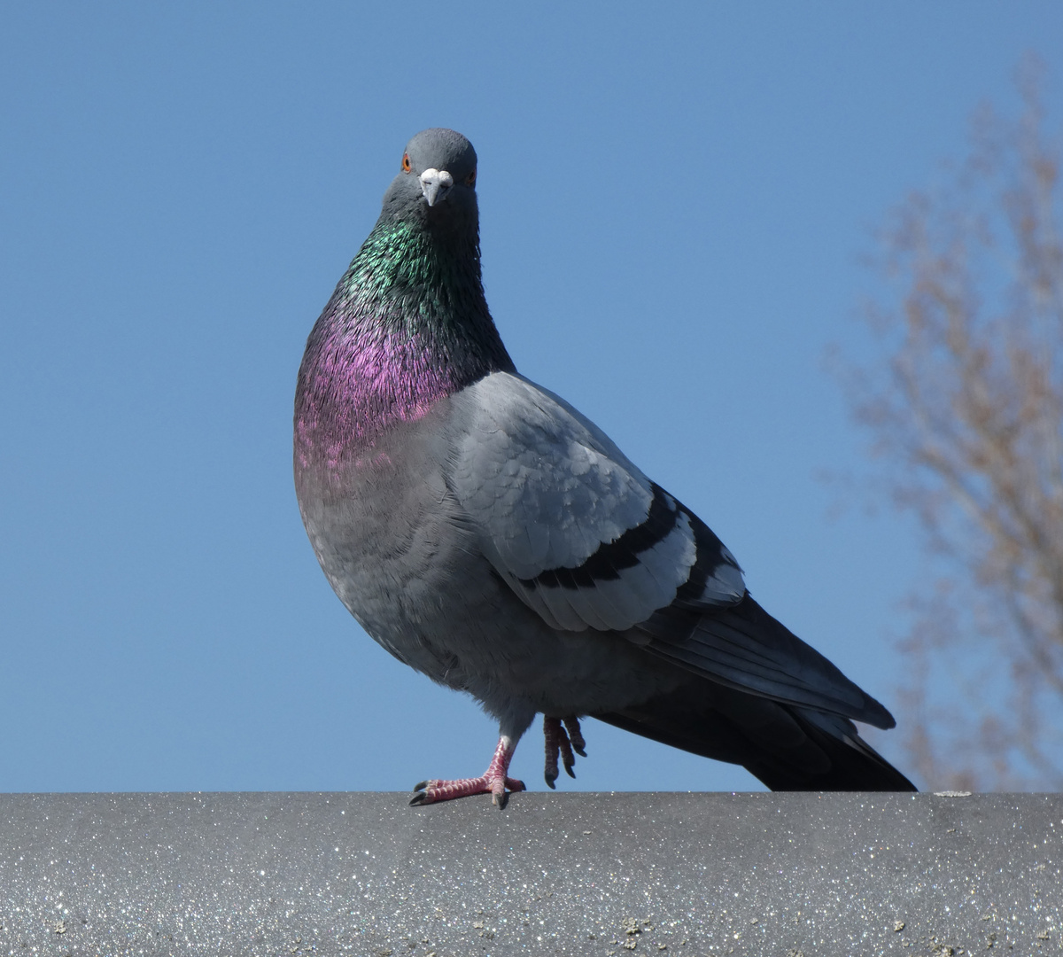 Stadttaube (Columba livia domestica)