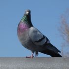 Stadttaube (Columba livia domestica)