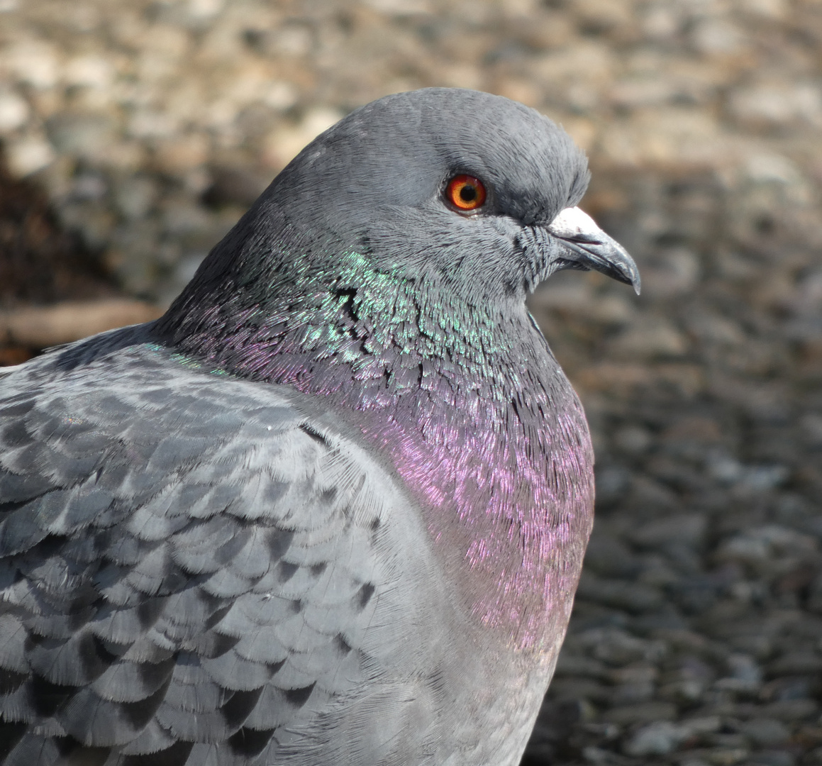 Stadttaube (Columba livia domestica)