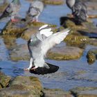 Stadttaube (Columba livia f. domestica)