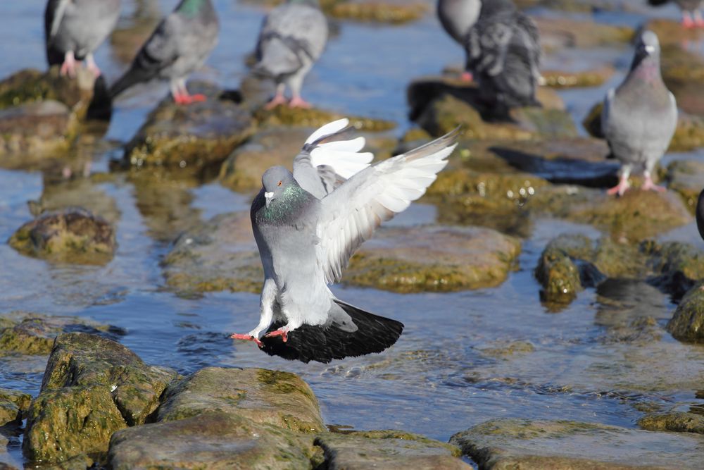 Stadttaube (Columba livia f. domestica)