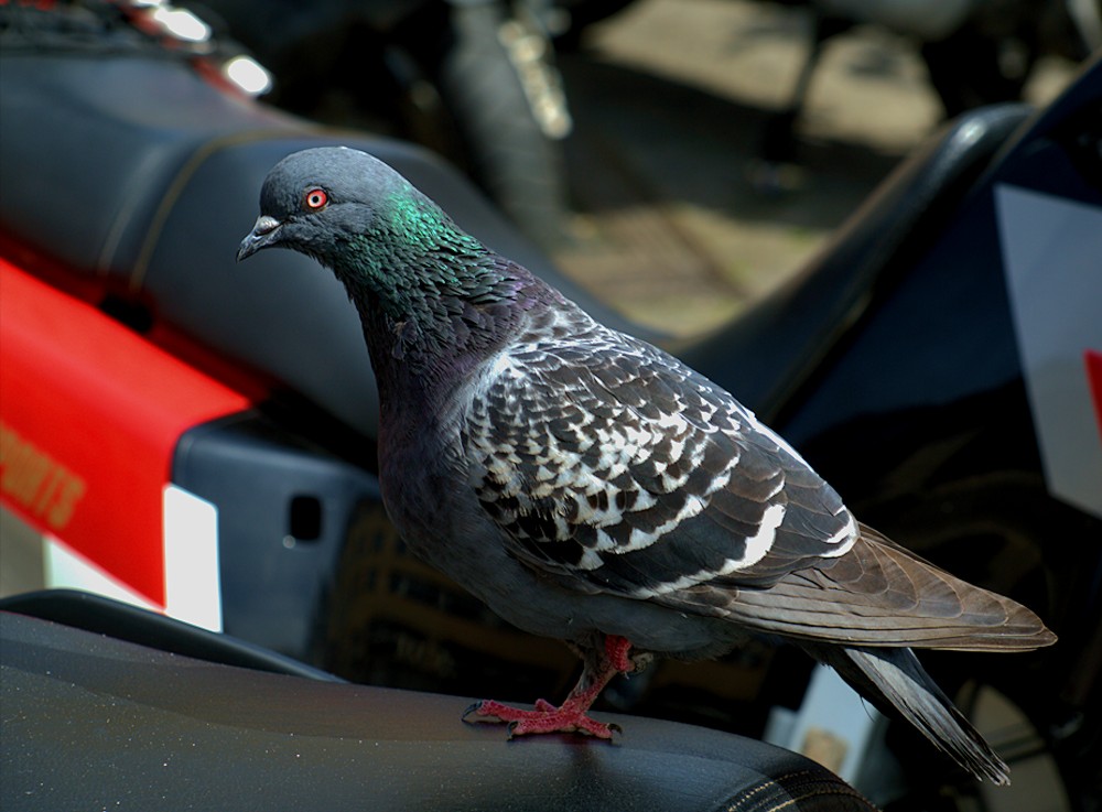 Stadttaube ganz schön frech... Foto & Bild | tiere, tierdetails, natur ...
