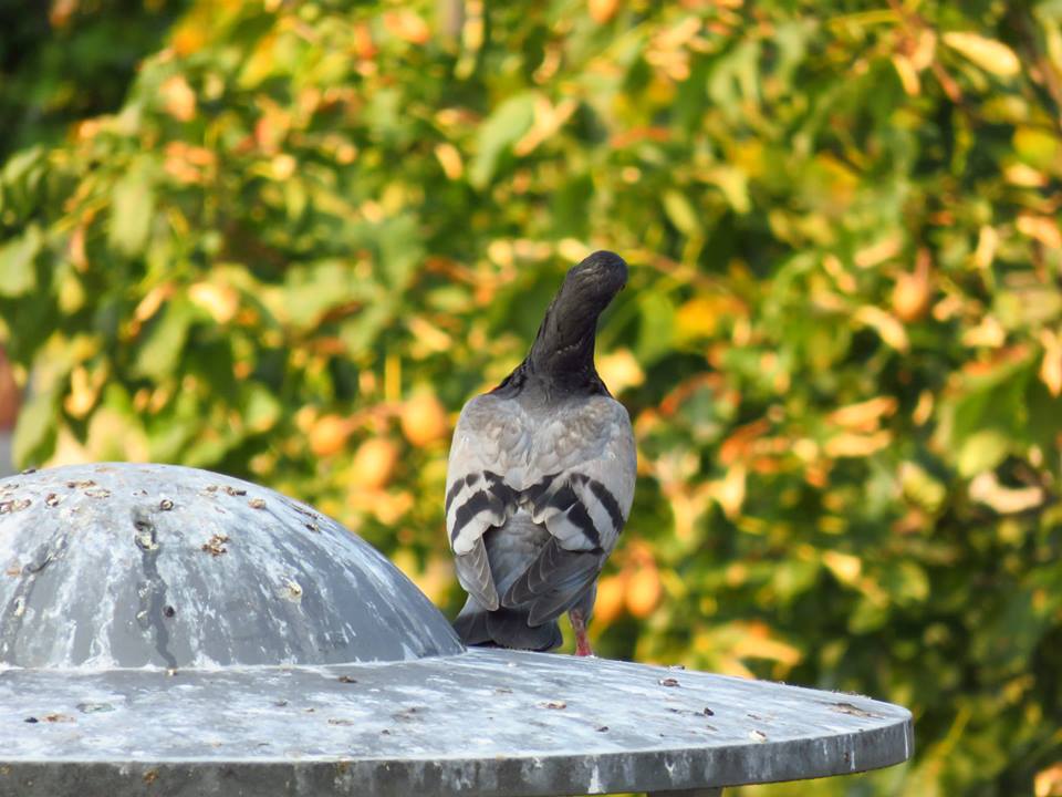 Stadttauben ( Haustauben, (Columba livia f. domestica)