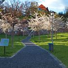 Stadtterrassen der Lutherstadt Eisleben