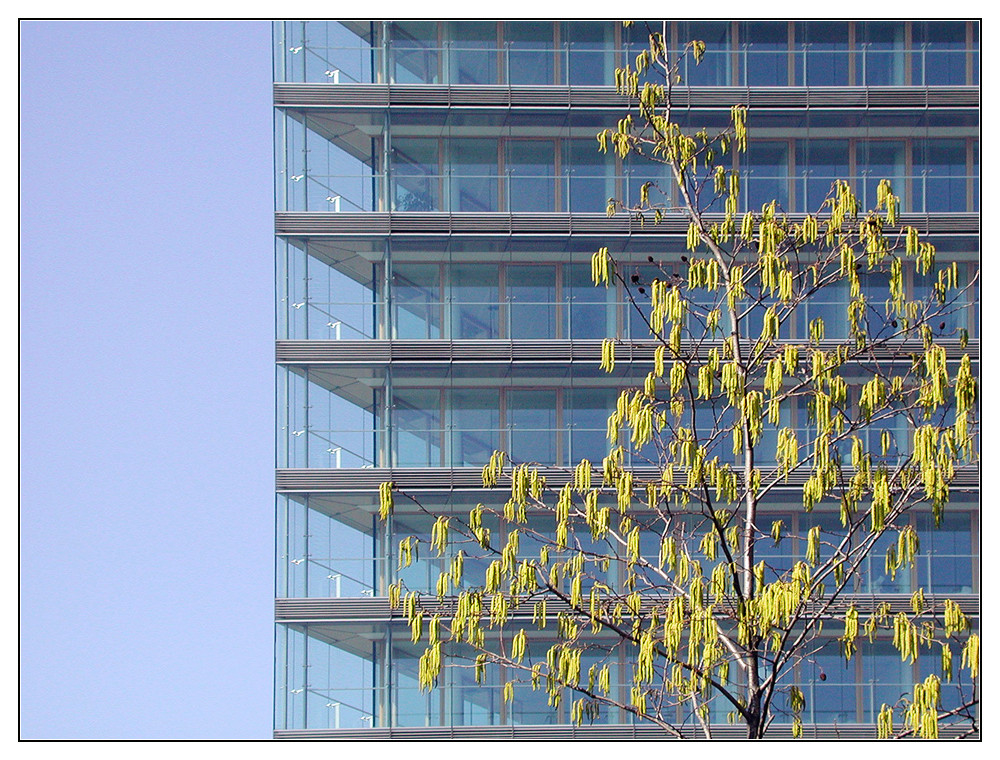 Stadttor mit Birke, Düsseldorf, März 2003