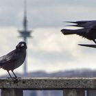 Stadtvögel