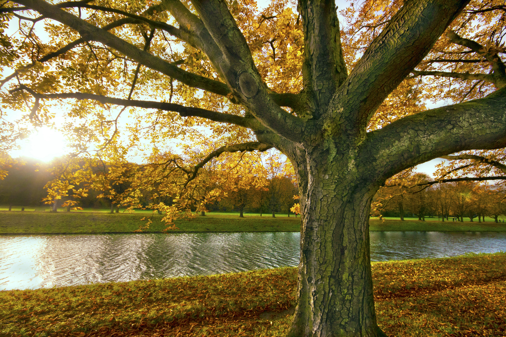 Stadtwald im Herbst