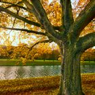 Stadtwald im Herbst